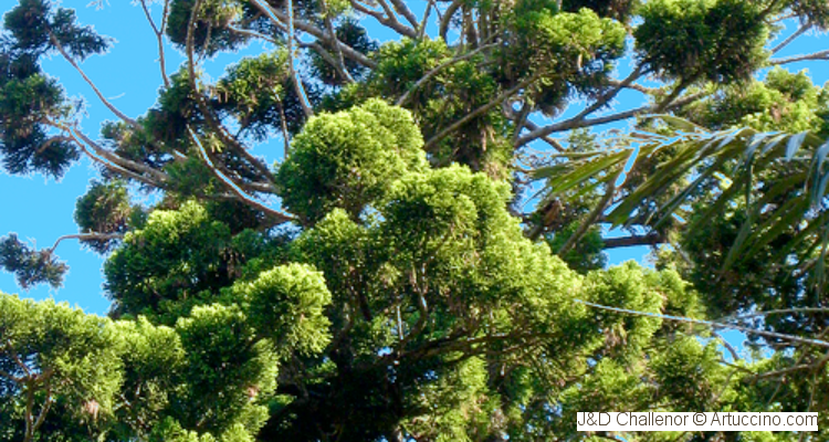Araucaria cunninghamii (Hoop Pine)