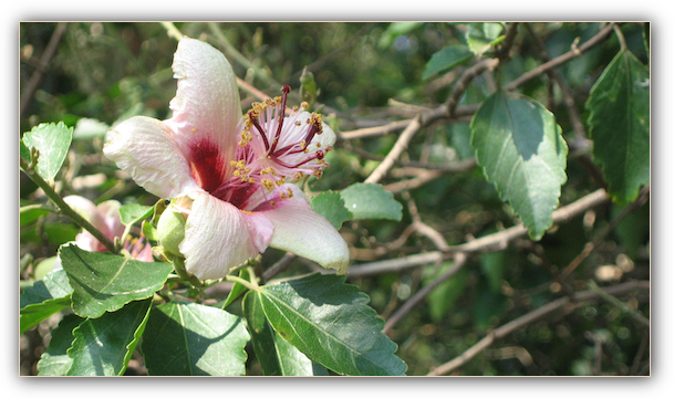 Hibiscus insularis (Philip Island Hibiscus)